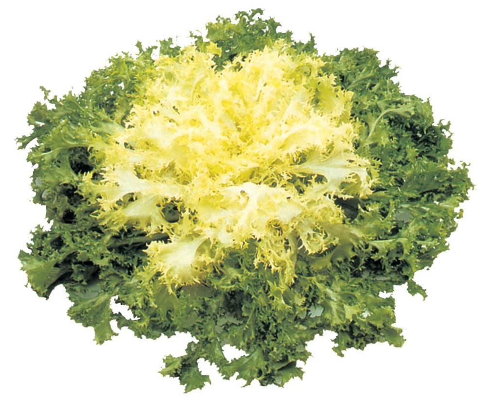 Chicoree frisee wallone venus - 3 g