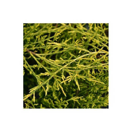 Genévrier 'pfitzeriana aurea' (juniperus pfitzeriana aurea) - godet 9cm