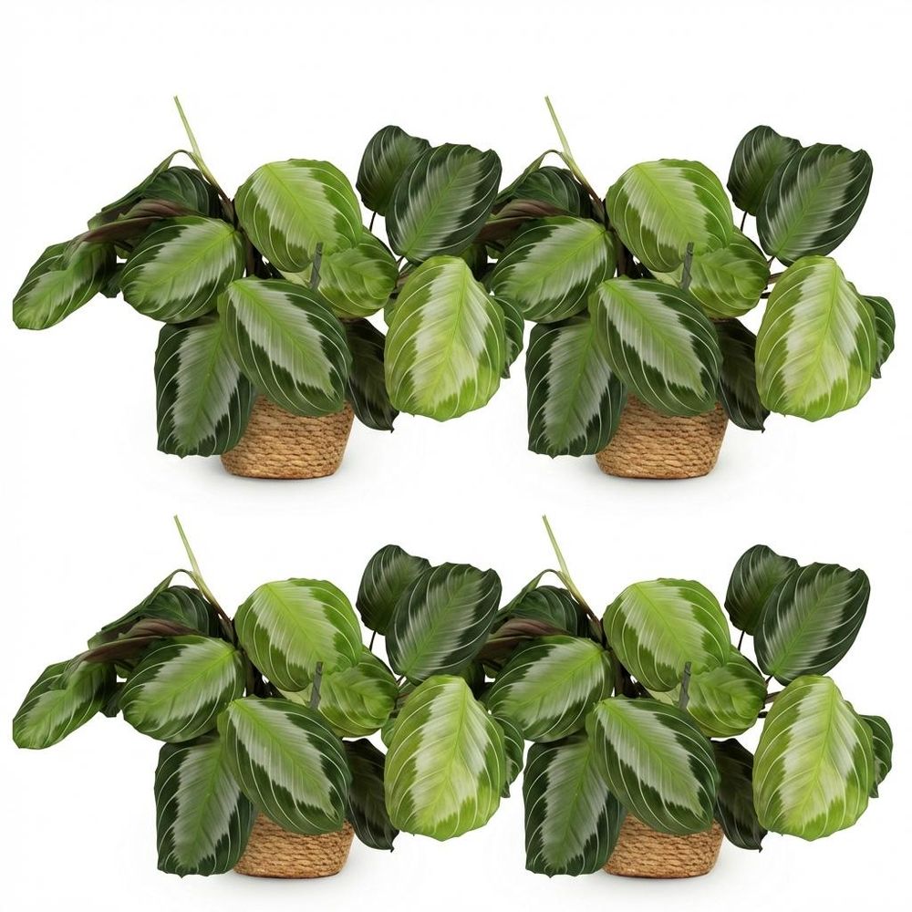 Maranta fascinator silverband - pet-friendly - pot de 12cm - hauteur 25-35cm