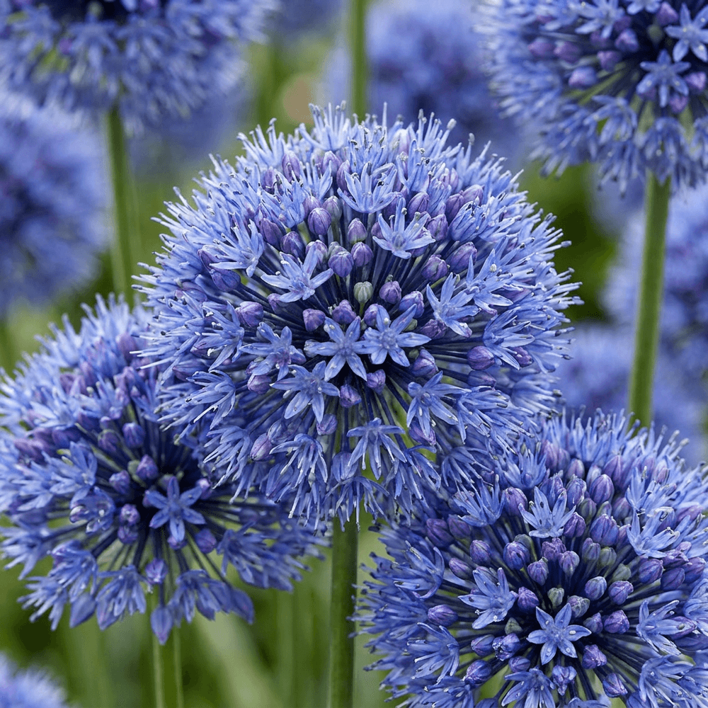 Ail d'ornement caeruleum (allium) - floraison estivale - calibre 4/5 - 320 bulbes