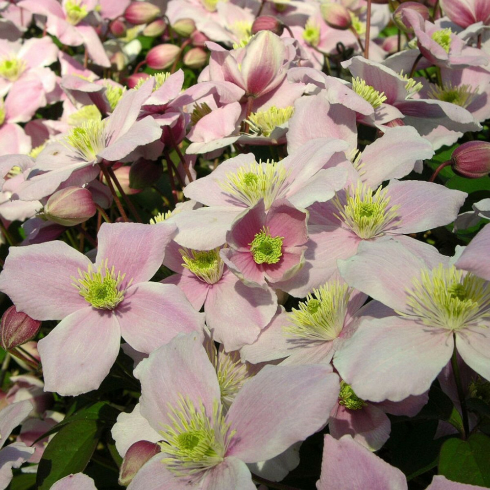 Clématite montana pink perfection pot de 6l - tipi bambou 90/150 cm