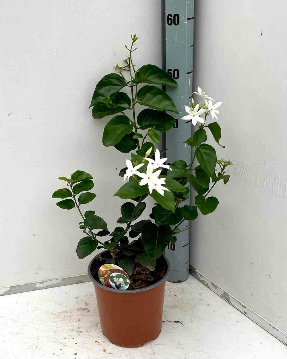 Jasminum sambac (jasmin d'arabie) pot de 4l - 160/180cm