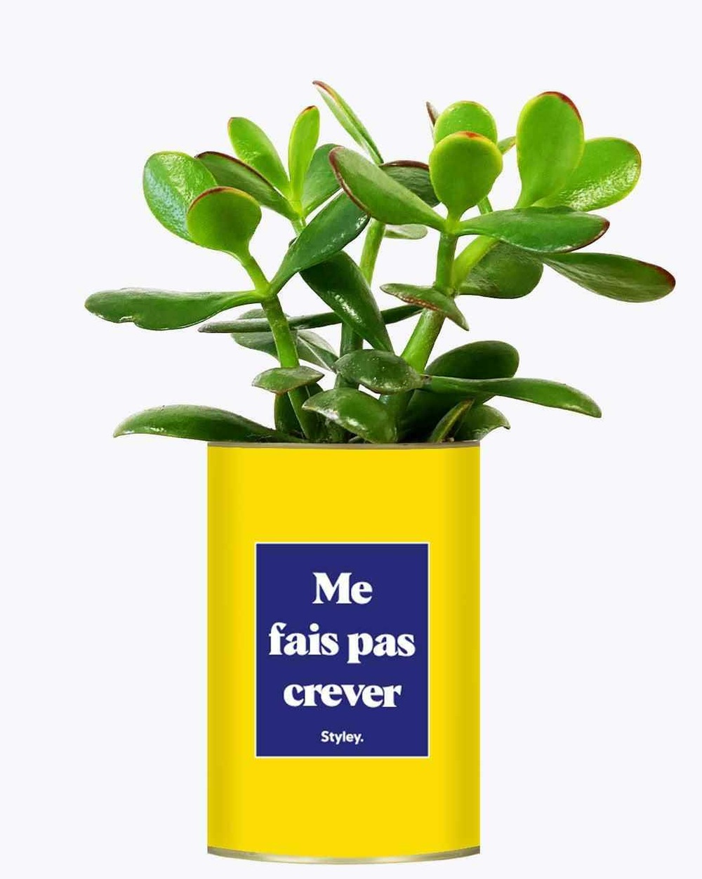 Plante drôle - me fais pas crever - cactus