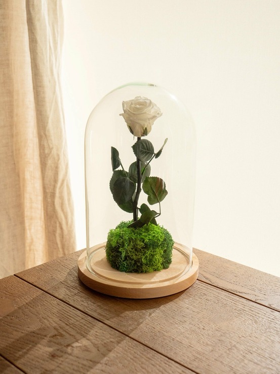 Rose éternelle sous cloche - blanche