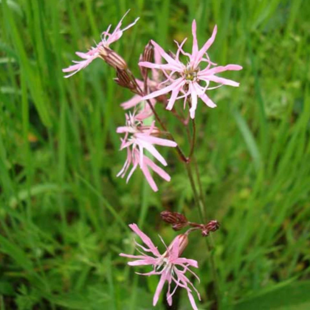 Lychnis flos-cuculis, oeillet des près lot de 5 godets