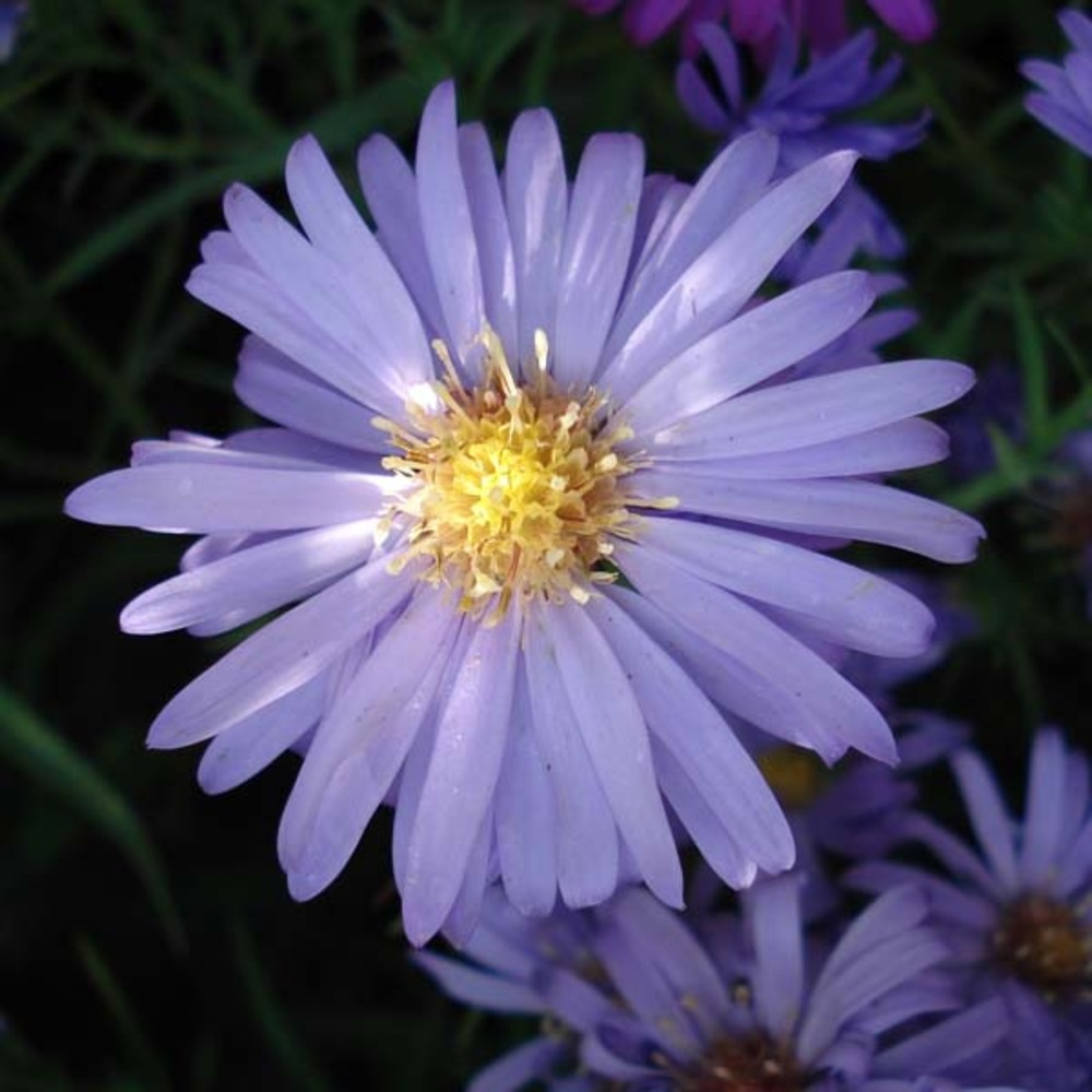 Aster nain 'lady in blue' godet de 8/9 cm
