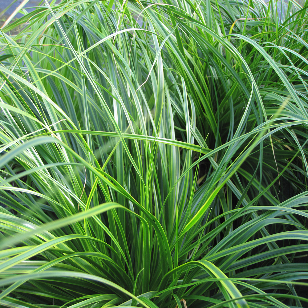 Laîche d'oshima 'evercream' pot de 2l/3l