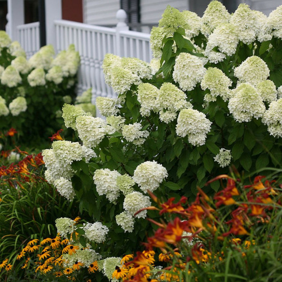 Hortensia paniculata limelight, hydrangea paniculata pot de 7,5l - 60/80 cm