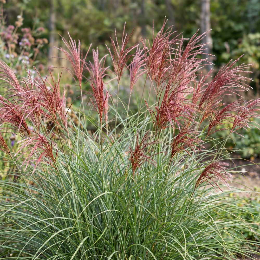 Roseau de chine 'red chief' - pot 11 cm - hauteur 25 cm - plante d'extérieur