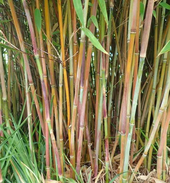 Fargesia winter joy pot de 2 litres ? 40/60 cm