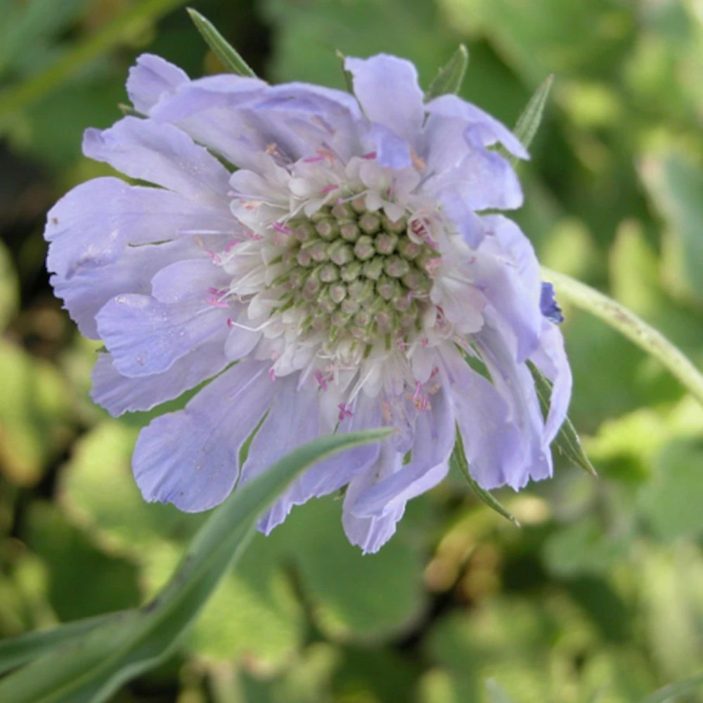 Scabieuse du caucase godet - 5/20 cm