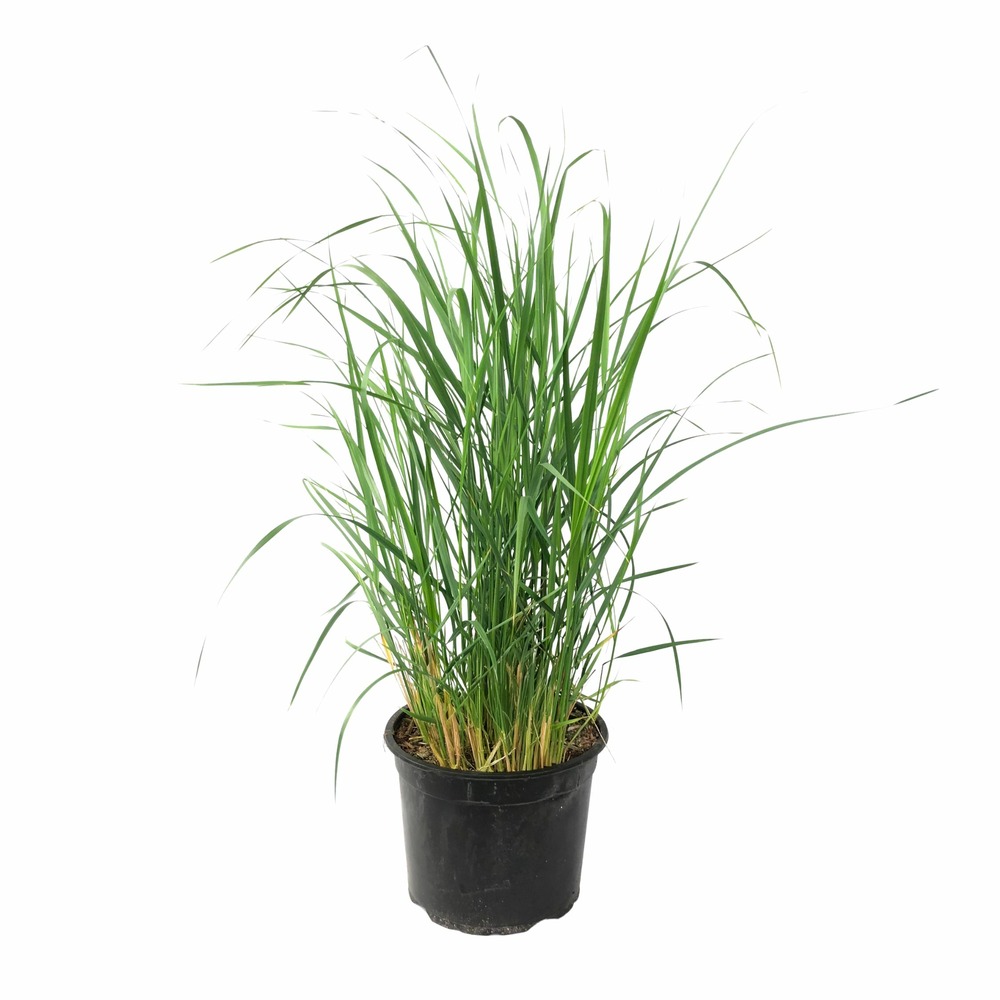 Panic érigé - panicum virgatum 'heavy metal' - hauteur 40-60cm - ⌀23cm