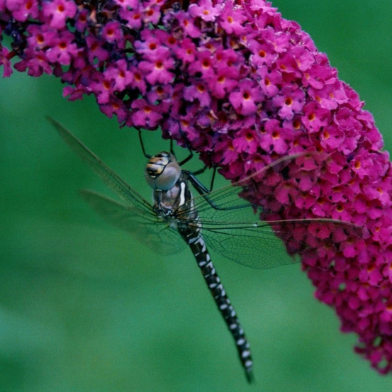 Arbre aux papillons buzz™ velvet, buddleia pot de 3l - 20/40 cm