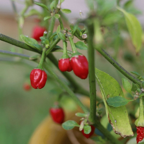 Plant de piment goutte d'eau button red godet