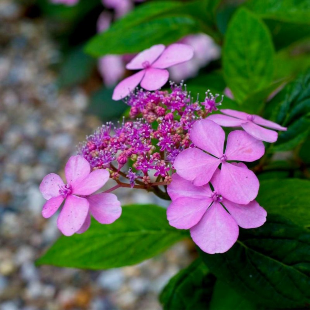 Hortensia macrophylle 'dolce gipsy' (hydrangea macrophylla)