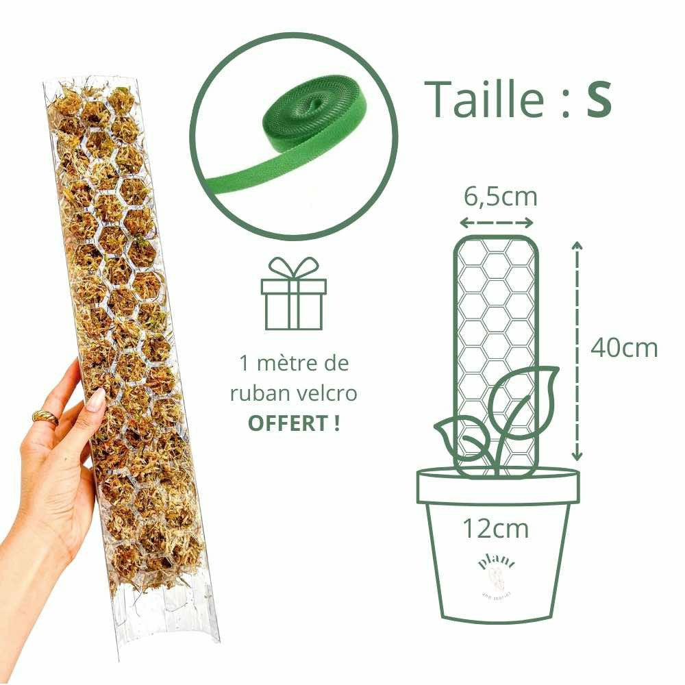 Pack x3 tuteur transparent pour plante + 1m ruban velcro offert - support pour plantes grimpantes - x3 taille s