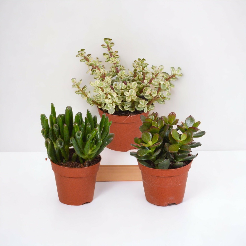 Coffret crassula - lot de 3 plantes, h18cm - box cadeau mini succulente