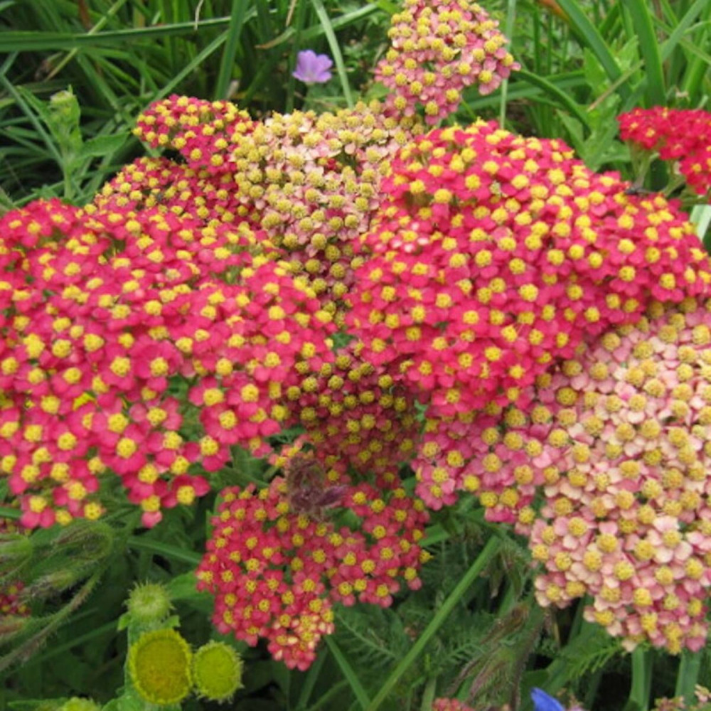 Achillée millefeuille red beauty lot de 9 godets