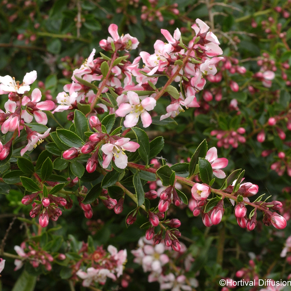 Escallonia 'apple blossom' pot de 2l/3l