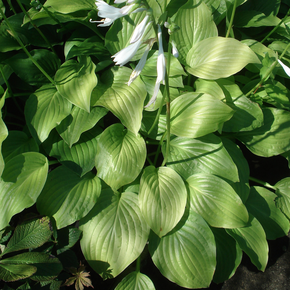Hosta 'royal standard' pot de 2l/3l