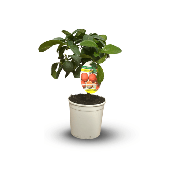 Citronnier rosso - agrume méditerranéen - arbre fruitier - rubra - ↕ 35-40 cm - ⌀ 15 cm
