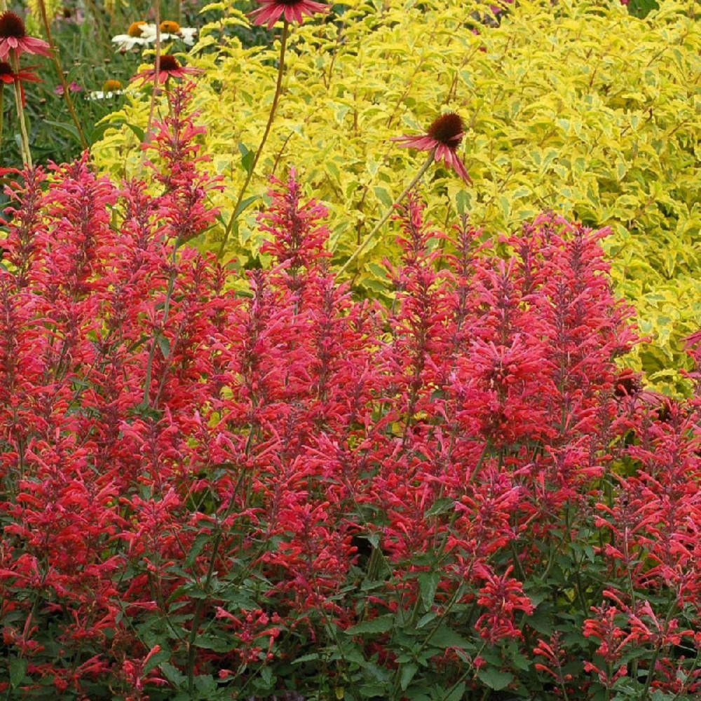 Agastache kudos red® godet - 5/20 cm