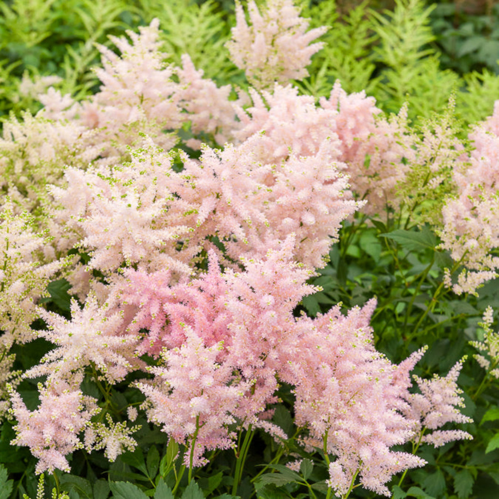 Astilbe du japon europa - le pot / ø 9cm