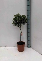 Olea europaea (oliviers)   blanc - taille pot de 40l-tronc 80/100cm