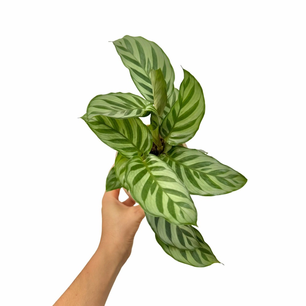 Calathea freddie