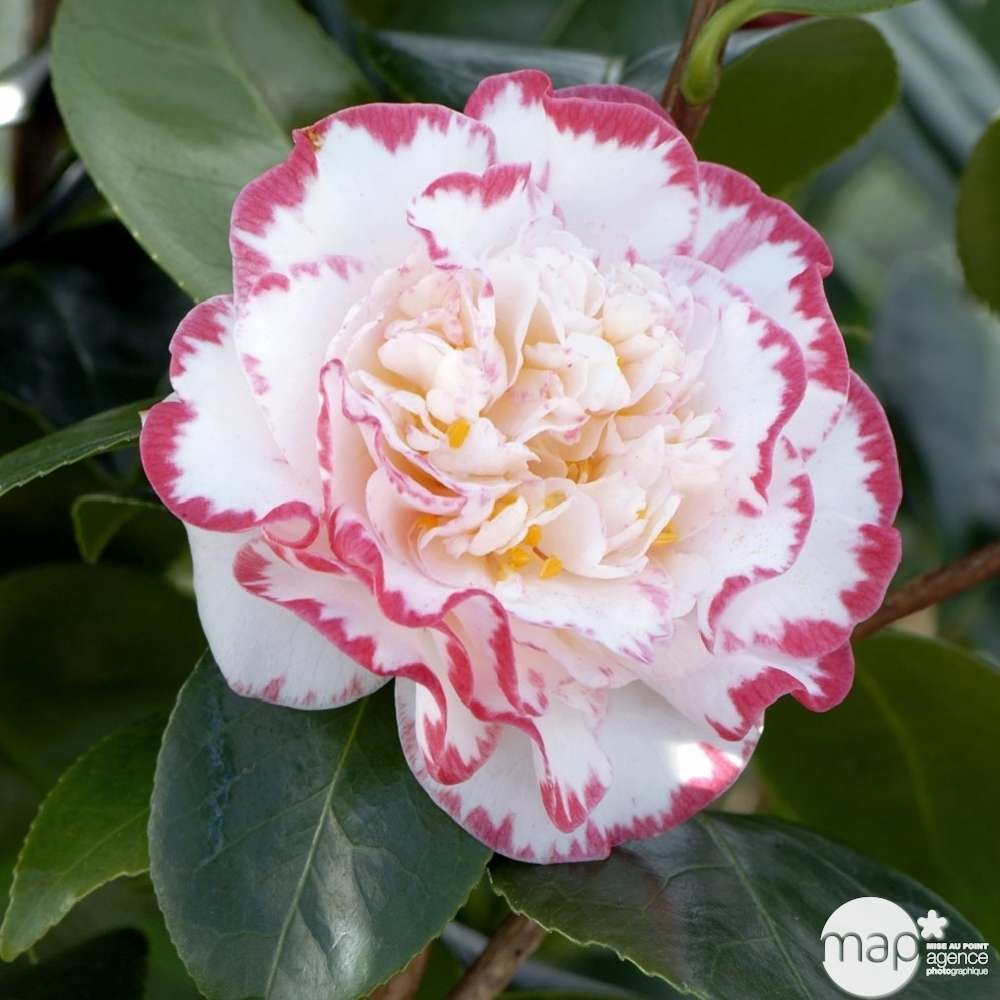 Camellia 'margaret davis' 35 litres (blanc bordé rose)