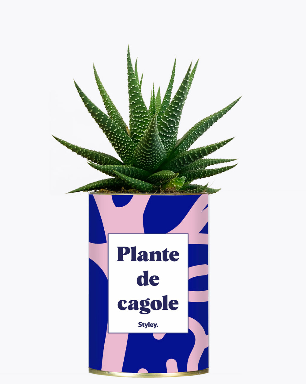 Idée cadeau - plante de cagole - cactus