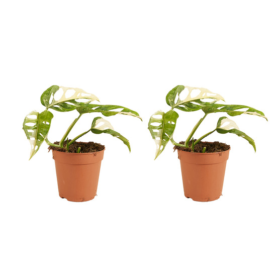 Monstera adansonii variegata - masque de singe - plantes d'intérieur rares - h. 20-25 cm - p. 12 cm