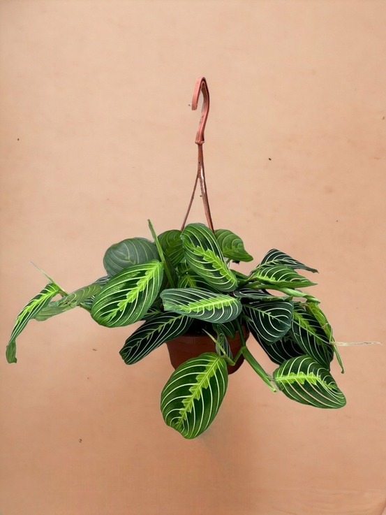 Maranta lemon lime