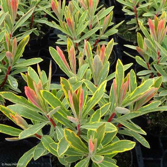 Euphorbe 'ascot rainbow' pot de 1,5l/2l