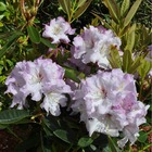 Rhododendron 'keriza' : c15l