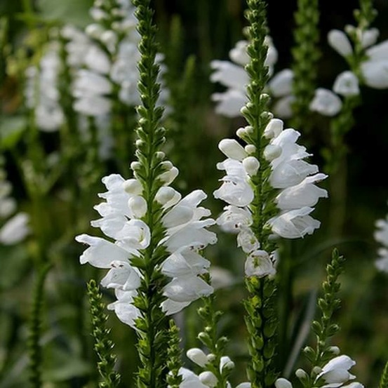 6 x cataleptique 'summer snow' - physostegia virginiana 'summer snow' - godet 9cm x 9cm