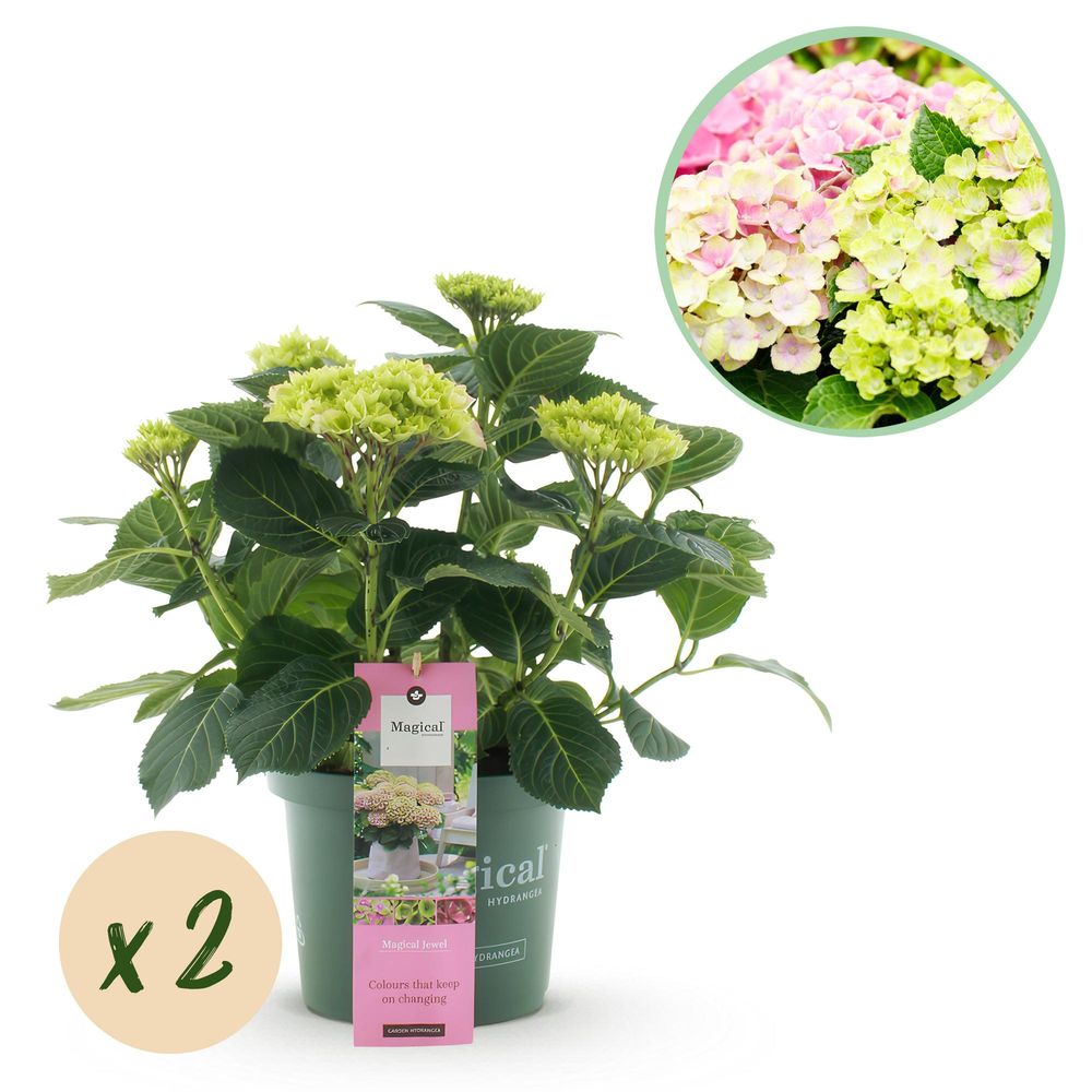 Hortensia magical jewel - lot de 2 - pot 23 cm - hauteur 55 cm - rose - plante d'extérieur
