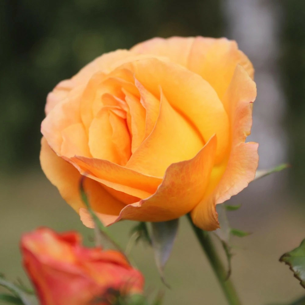 Rosier arbustif france libre® 'deljaunor' pot de 5l - touffe