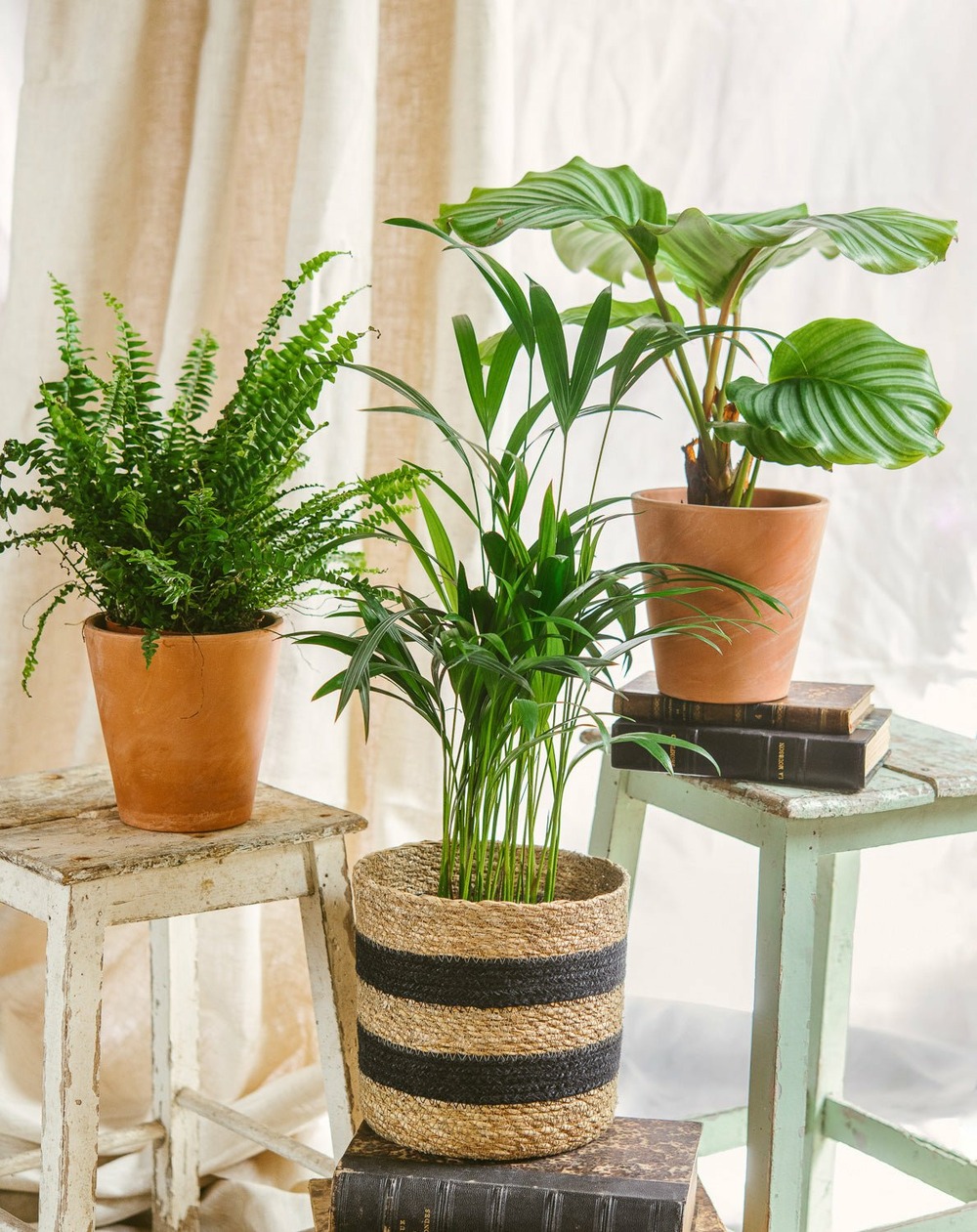 Plante d'intérieur - trio de plantes - purifiant & pets friendly 40cm