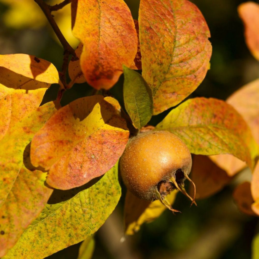 Néflier d'allemagne, mespilus pot de 10l - gobelet 2 ans - 120 cm - pré-formé