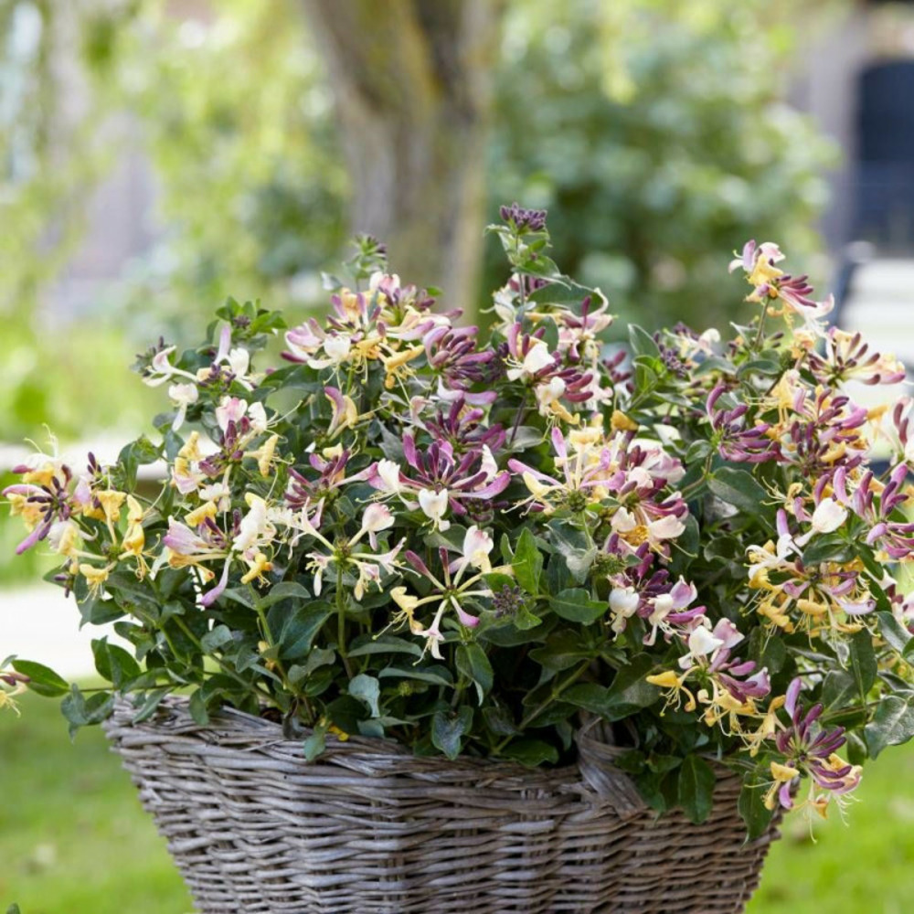 Chèvrefeuille arbustif nain chic et choc® 'inov205', lonicera godet - 5/20 cm