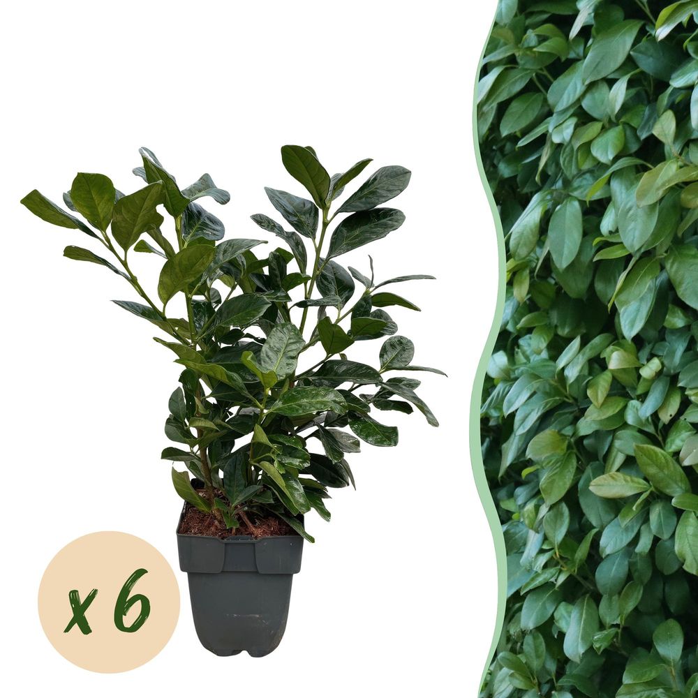 Laurier-cerise etna - pot 17 cm - hauteur 50 cm