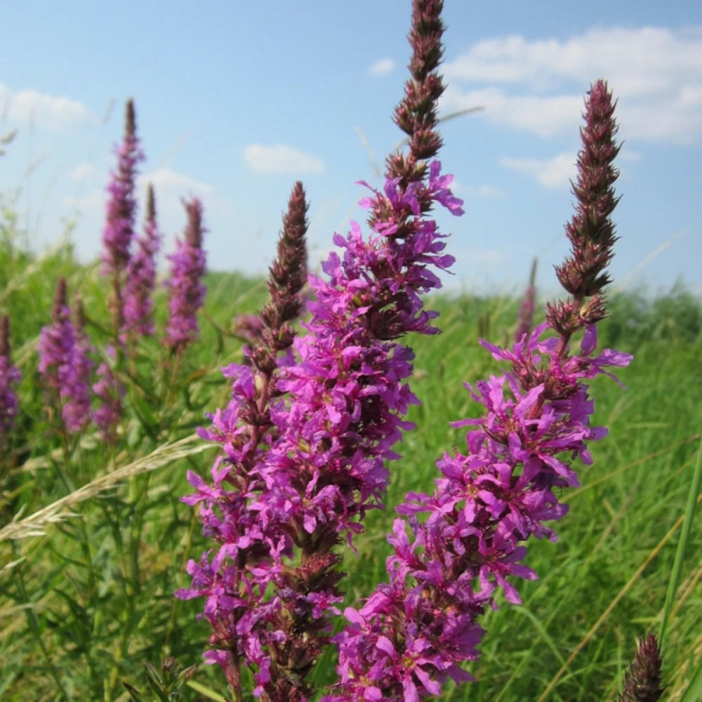 Salicaire pink blush, lythrum godet - 5/20 cm