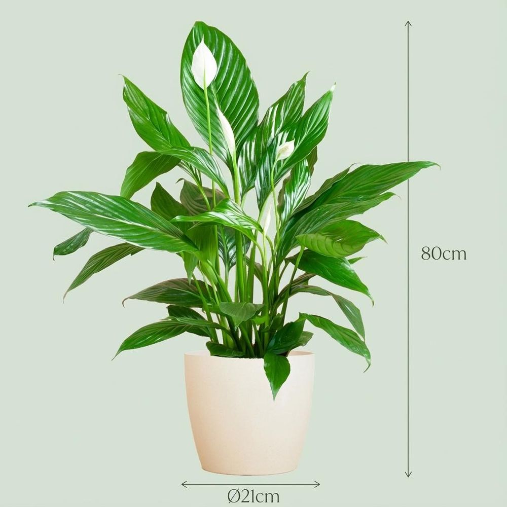 Spathiphyllum