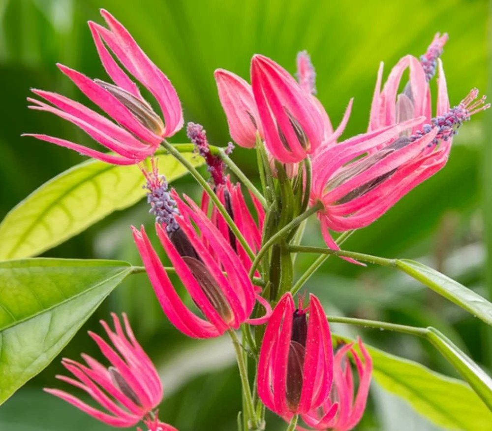 Pavonia multiflora (candélabre brésilien) pot de 2 litres - 20/60 cm