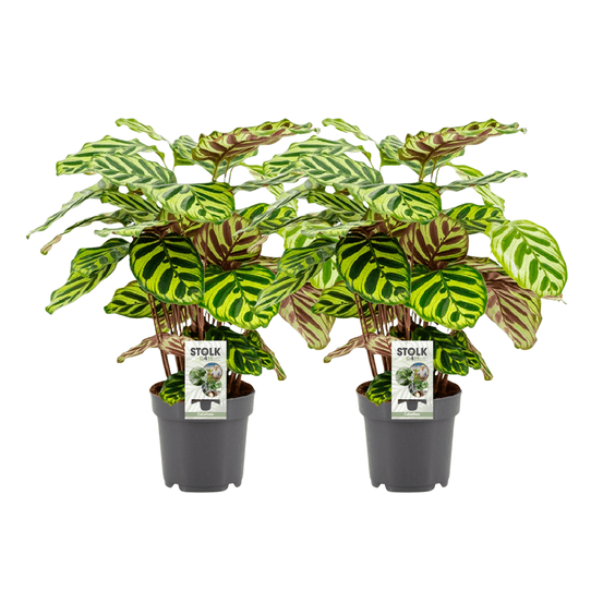 Lot de 2 calathea makoyana - pot de 14cm - hauteur 45cm - lot de 2 - plantes d'intérieur