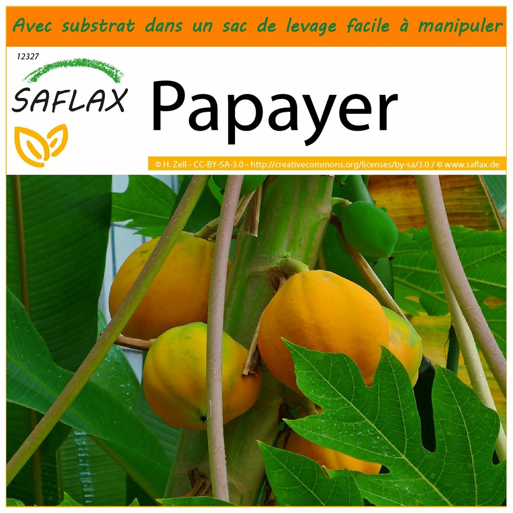 Garden in the bag - papayer - 30 graines - carica papaya