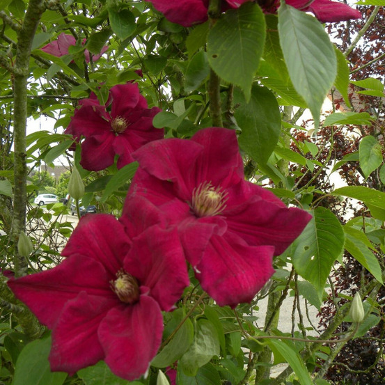 Clématite ernest markham pot de 3l - echelle bambou 60/120 cm