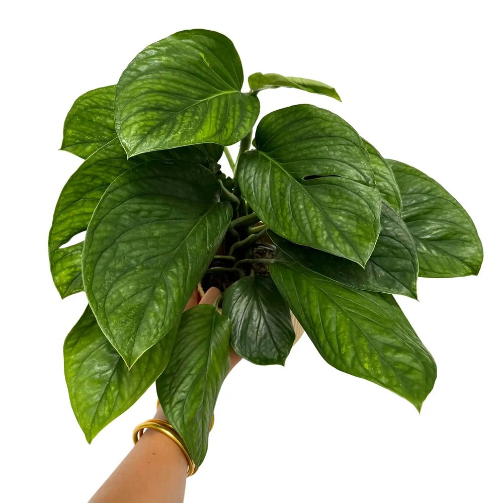 Monstera pinnatipartita - pot de 12cm