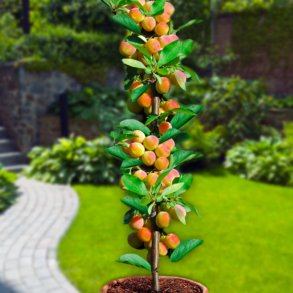 Arbre fruitier colonnaire abricotier - 80/100 cm de hauteur - pour pots et pleine terre - idéal pour balcon, terrasse, petit jardin